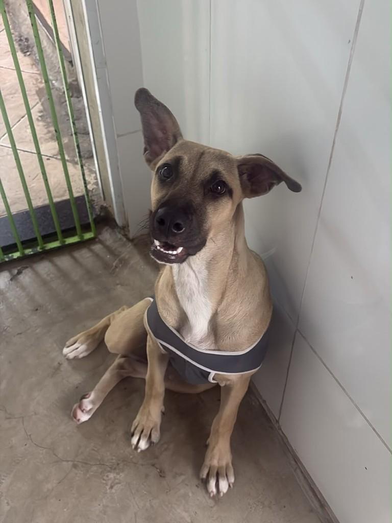 Polenta, cadela de porte médio para adoção em Campinas - SP — foto 4 de 5