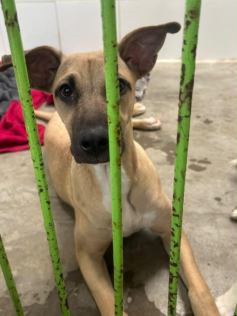 Polenta, cadela de porte médio para adoção em Campinas - SP — foto 5 de 5