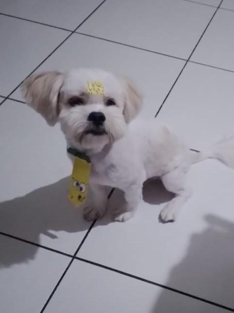 Clo, cachorro de porte pequeno para adoção em Campinas - SP