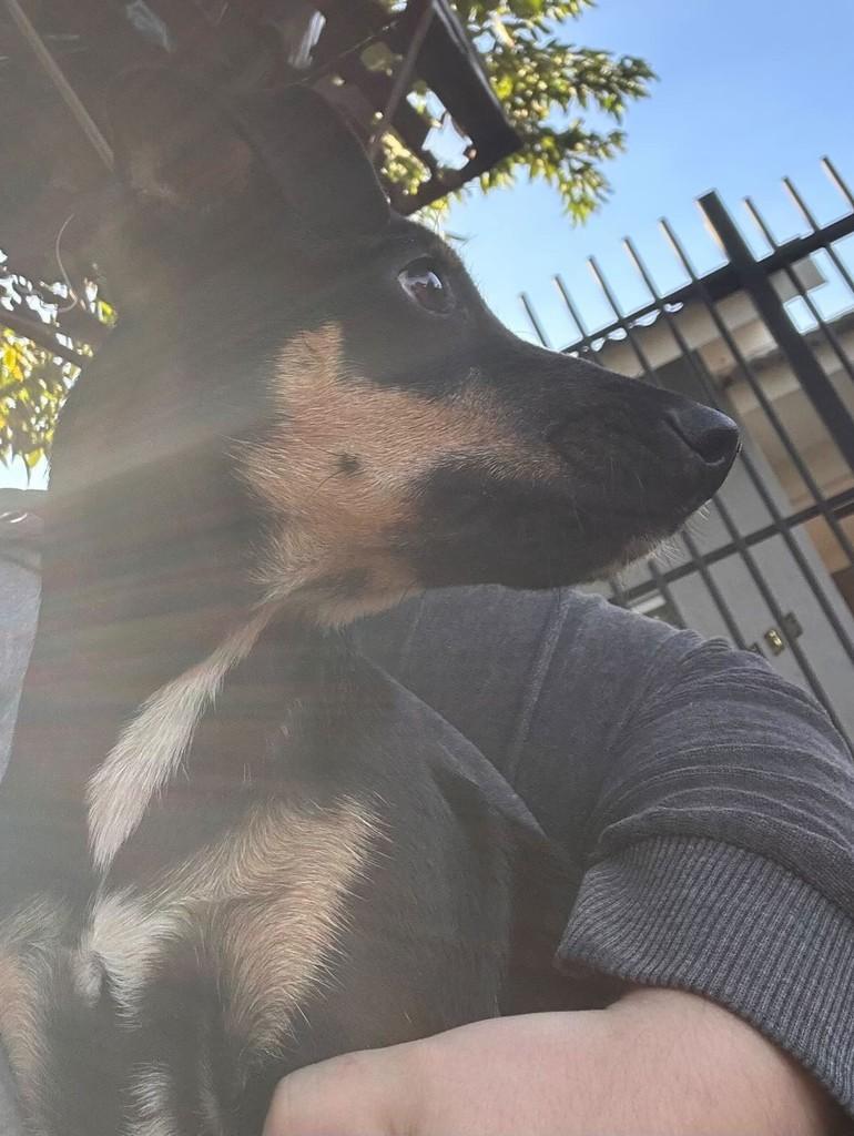 Cachorrinha, cadela de porte pequeno para adoção em Maringá - PR