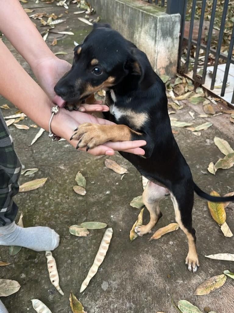 Cachorrinha, cadela de porte pequeno para adoção em Maringá - PR — foto 2 de 2