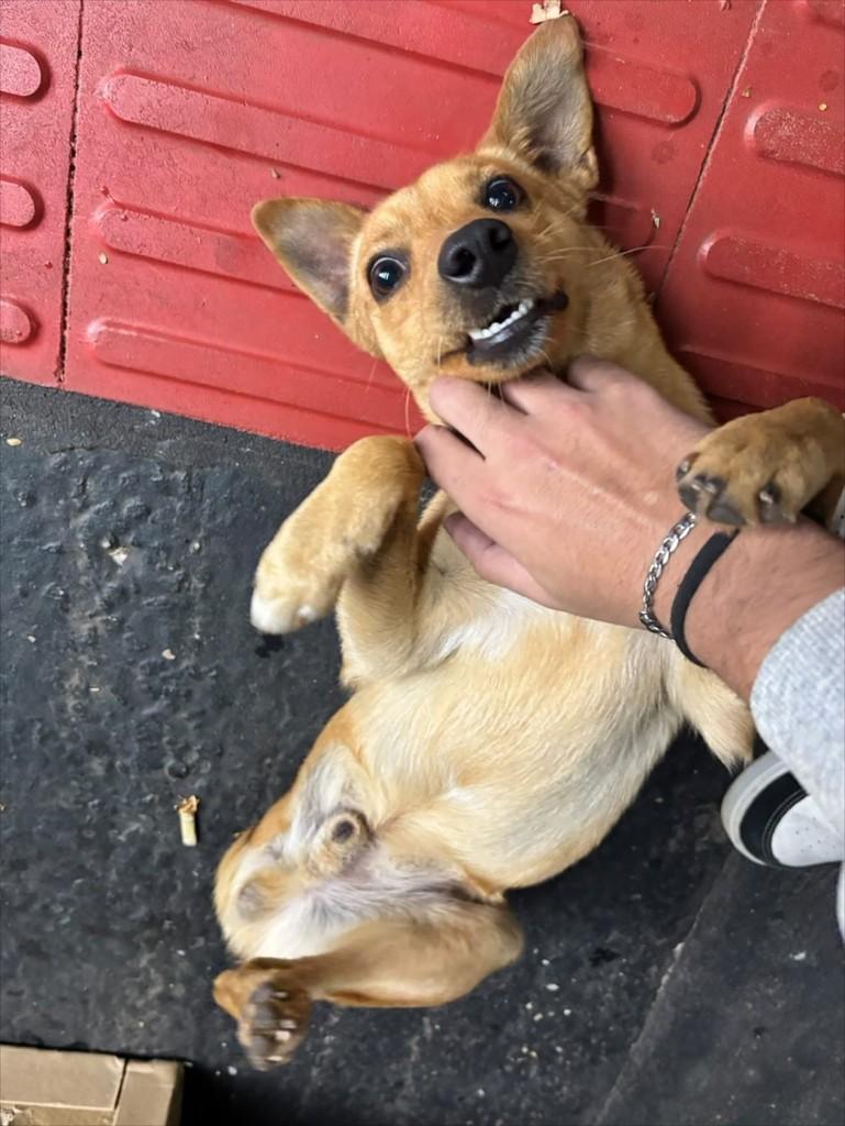 Pedro, cachorro de porte pequeno para adoção em Maringá - PR
