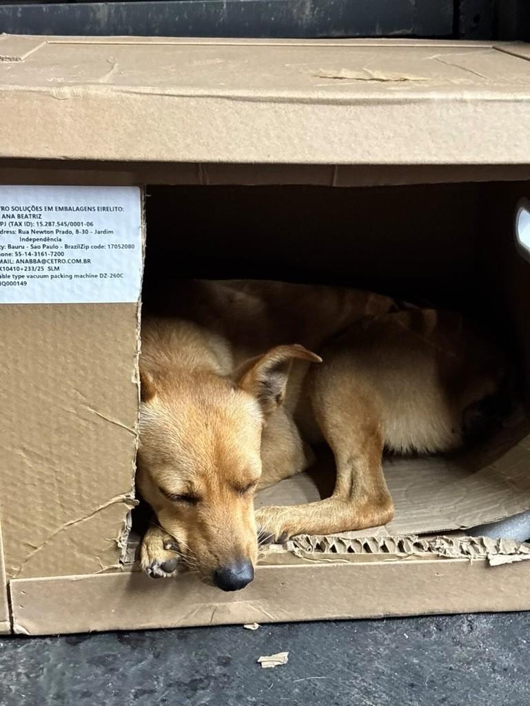 Pedro, cachorro de porte pequeno para adoção em Maringá - PR — foto 2 de 8