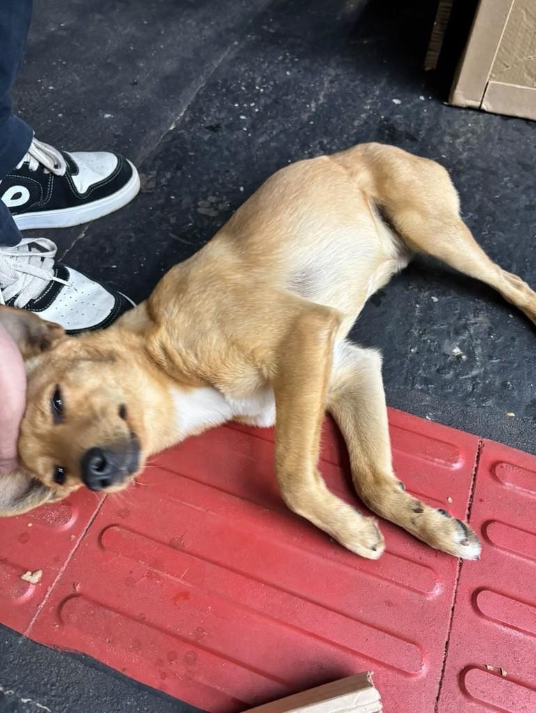 Pedro, cachorro de porte pequeno para adoção em Maringá - PR — foto 3 de 8