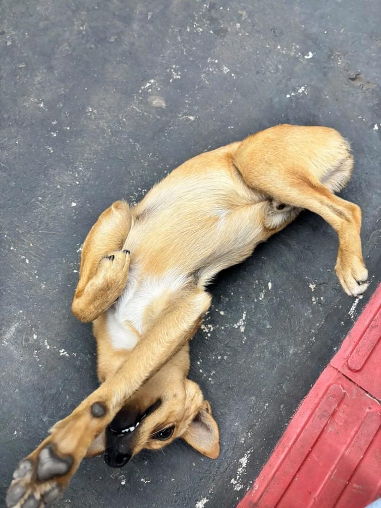 Pedro, cachorro de porte pequeno para adoção em Maringá - PR — foto 4 de 8