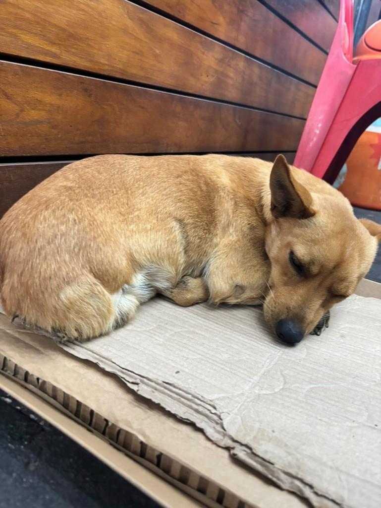 Pedro, cachorro de porte pequeno para adoção em Maringá - PR — foto 5 de 8
