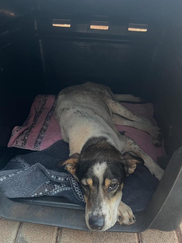Margarida, cachorro de porte grande para adoção em Maringá - PR
