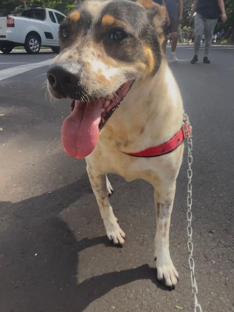 Margarida, cachorro de porte grande para adoção em Maringá - PR — foto 2 de 3