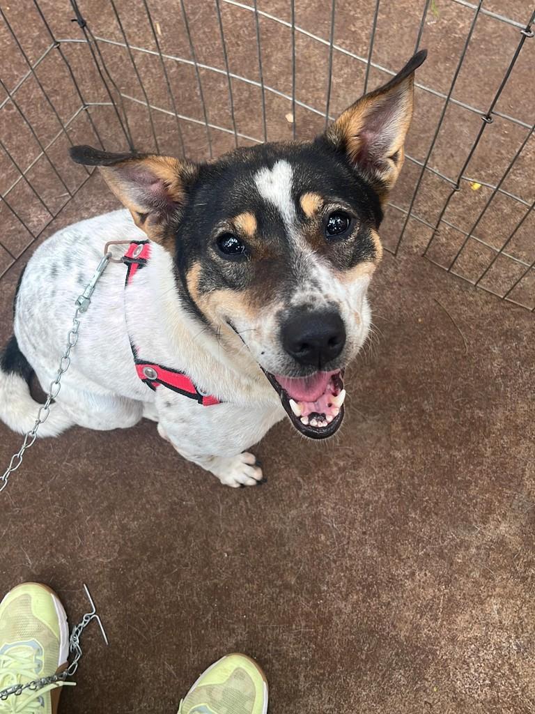 Margarida, cachorro de porte grande para adoção em Maringá - PR — foto 3 de 3