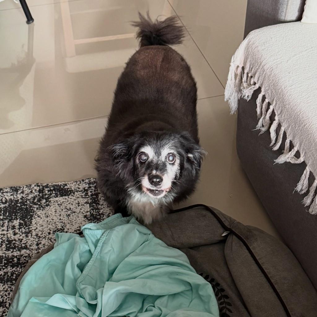 Meg, cadela de porte pequeno para adoção em Maringá - PR