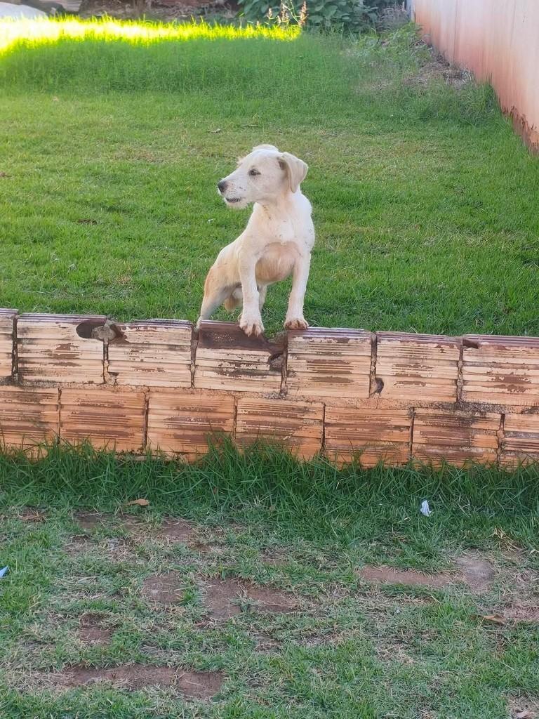 Menininho, cachorro de porte pequeno para adoção em Maringá - PR