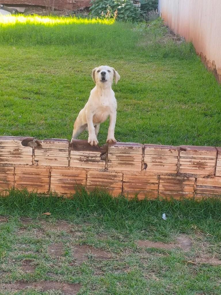 Menininho, cachorro de porte pequeno para adoção em Maringá - PR — foto 2 de 3