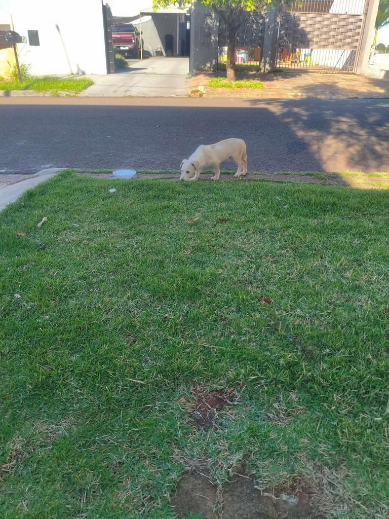 Menininho, cachorro de porte pequeno para adoção em Maringá - PR — foto 3 de 3