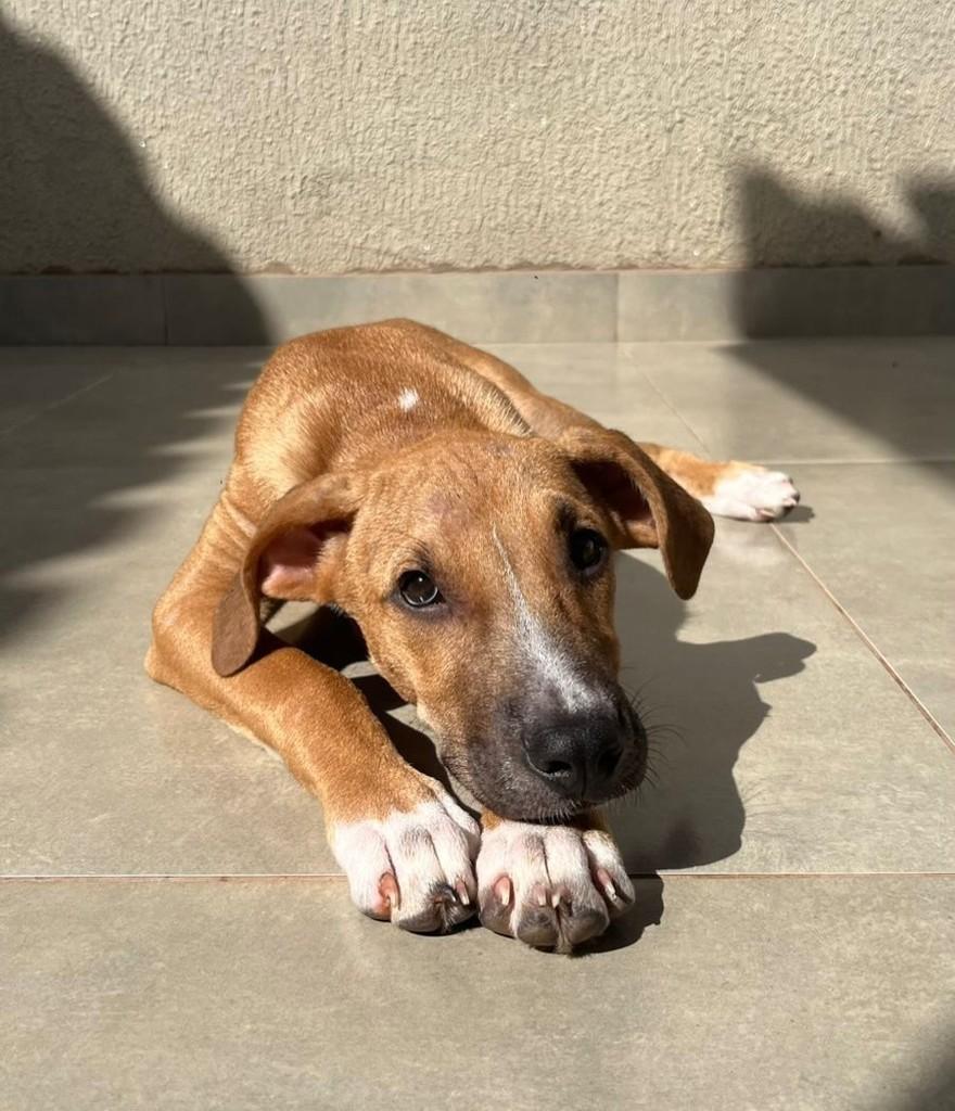 Neymar, cachorro de porte grande para adoção em Maringá - PR