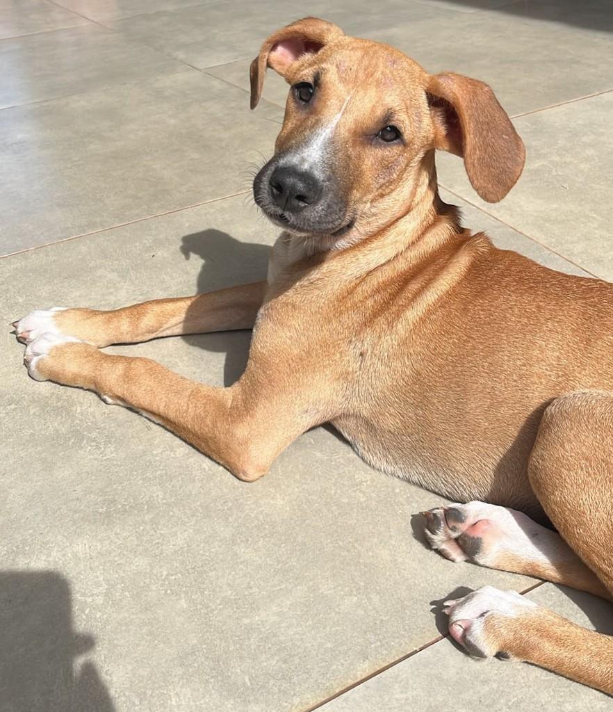 Neymar, cachorro de porte grande para adoção em Maringá - PR — foto 2 de 4