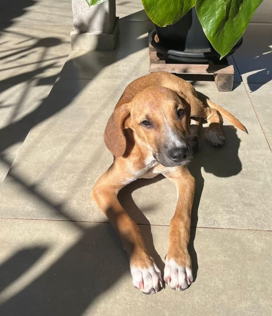 Neymar, cachorro de porte grande para adoção em Maringá - PR — foto 3 de 4