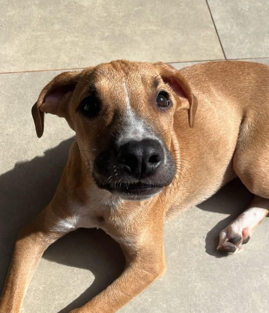 Neymar, cachorro de porte grande para adoção em Maringá - PR — foto 4 de 4