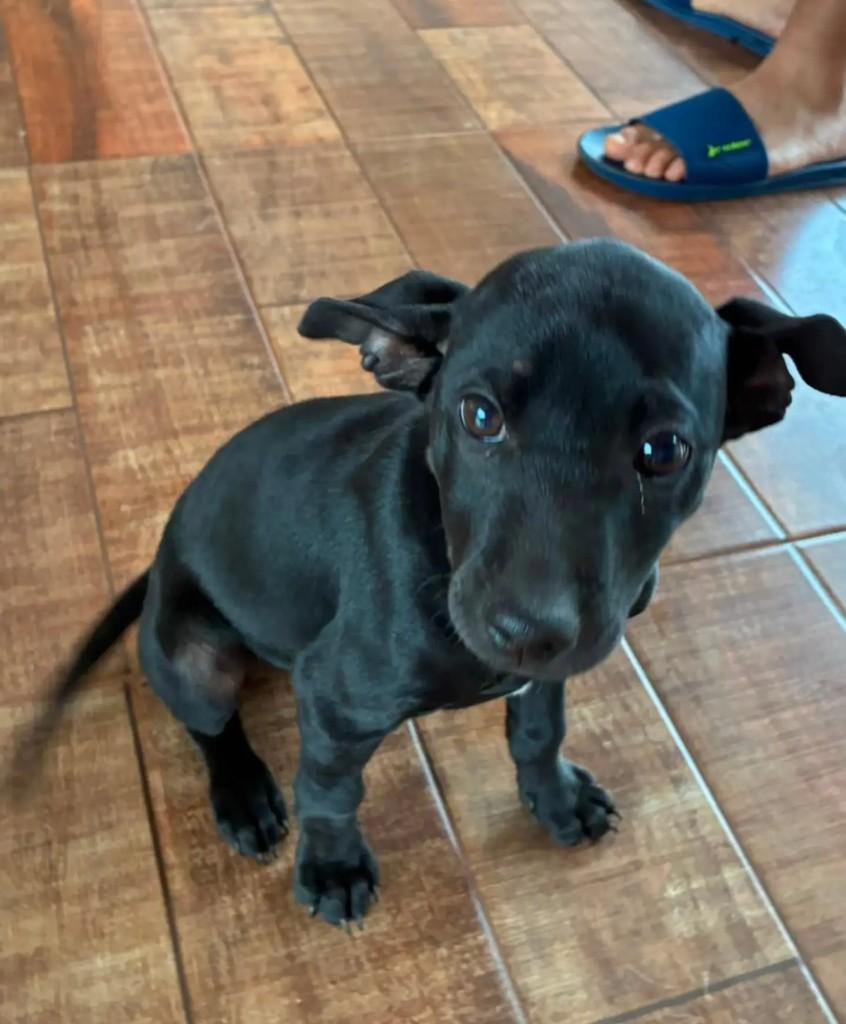 Fofurinha, cachorro de porte médio para adoção em Maringá - PR