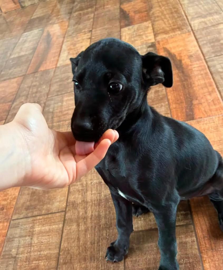 Fofurinha, cachorro de porte médio para adoção em Maringá - PR — foto 2 de 4