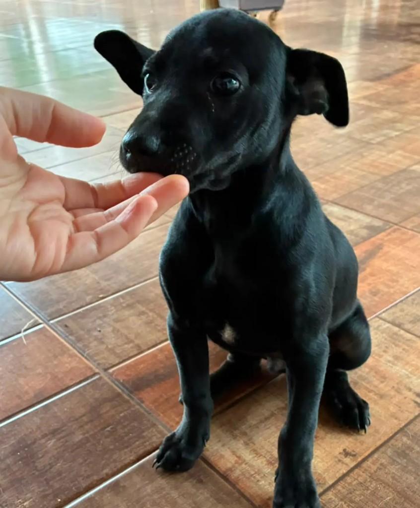 Fofurinha, cachorro de porte médio para adoção em Maringá - PR — foto 3 de 4