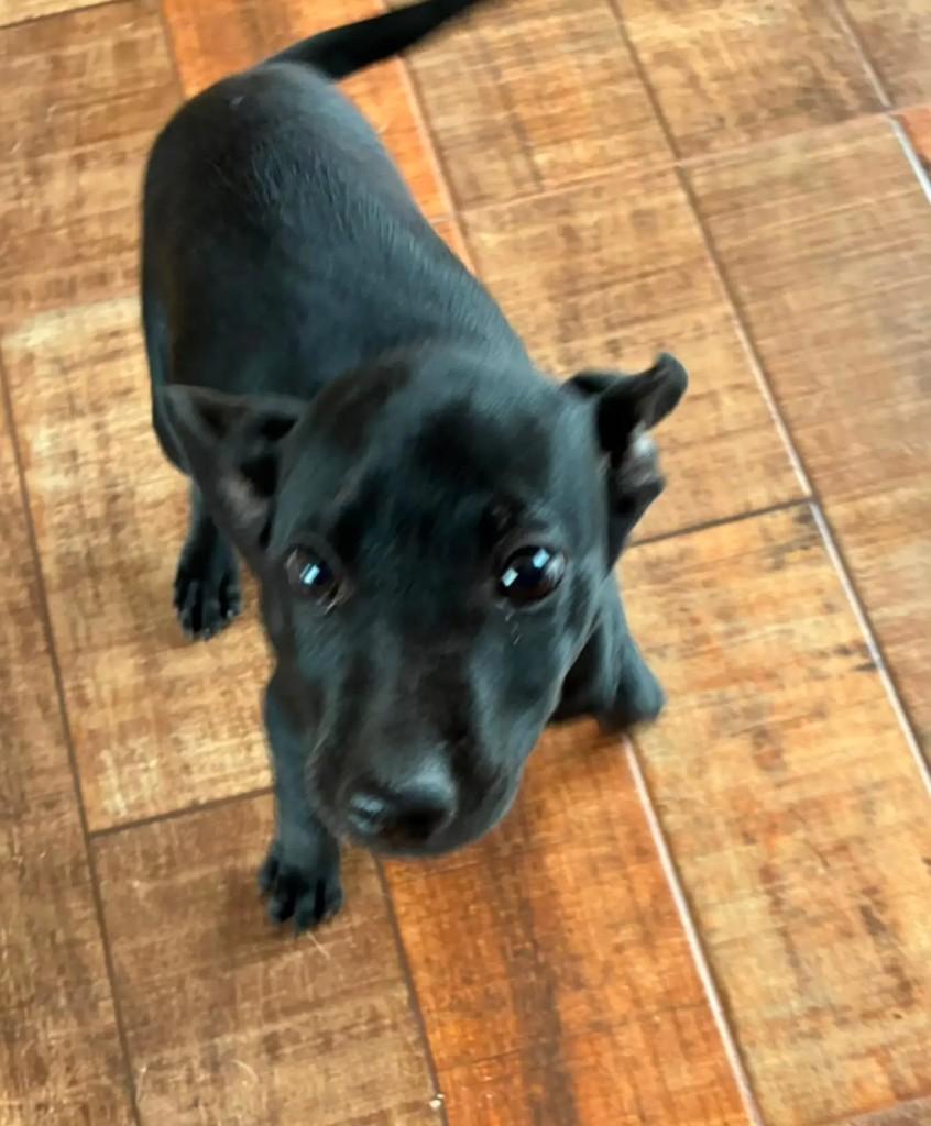 Fofurinha, cachorro de porte médio para adoção em Maringá - PR — foto 4 de 4