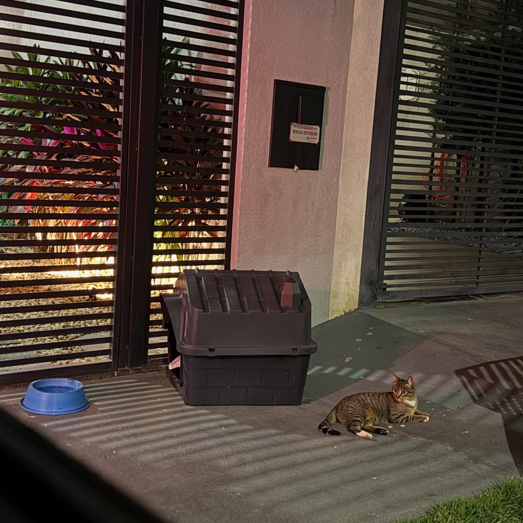 Baby, gato de porte pequeno para adoção em Maringá - PR