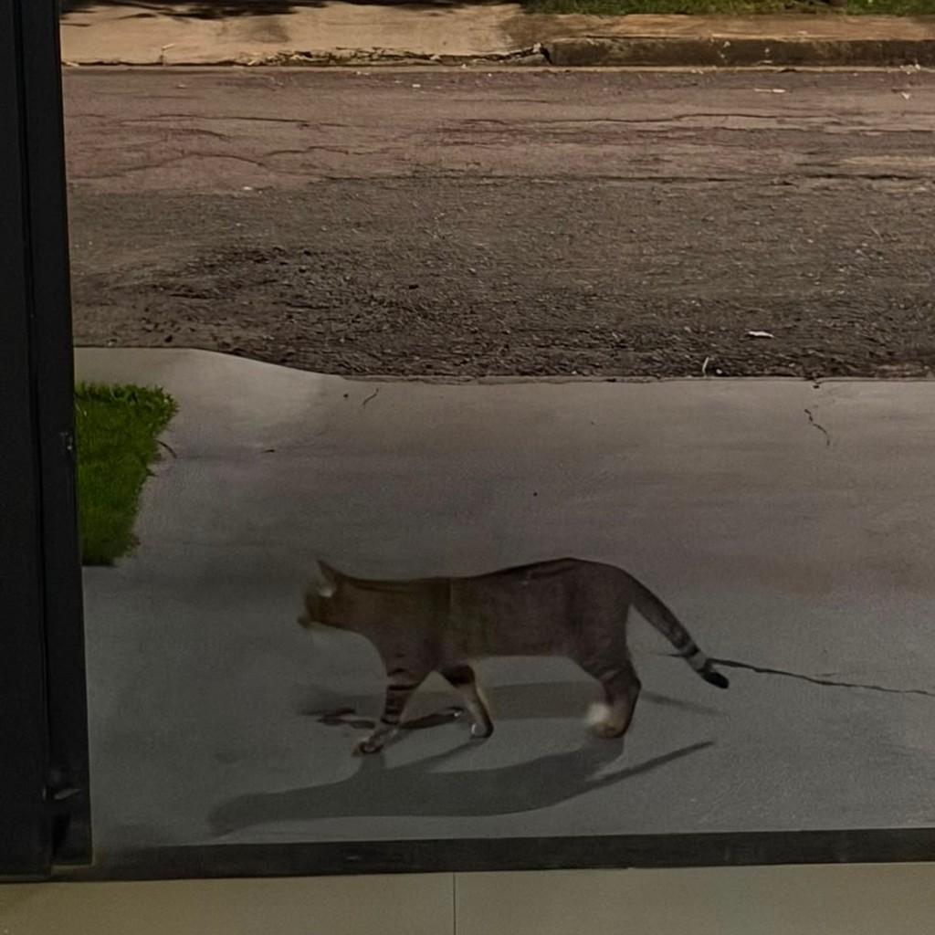Baby, gato de porte pequeno para adoção em Maringá - PR — foto 2 de 4