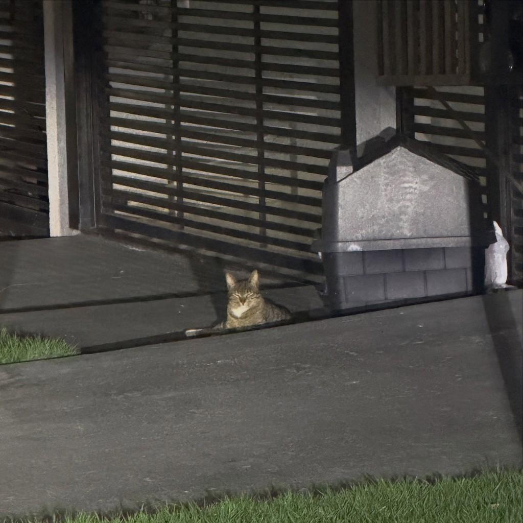 Baby, gato de porte pequeno para adoção em Maringá - PR — foto 3 de 4