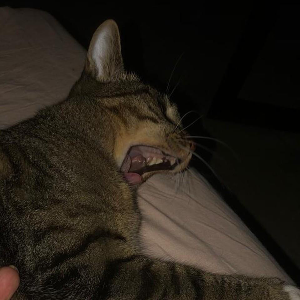 Baby, gato de porte pequeno para adoção em Maringá - PR — foto 4 de 4