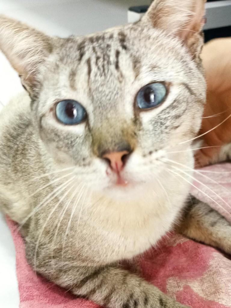 Blue, gato de porte médio para adoção em Maringá - PR