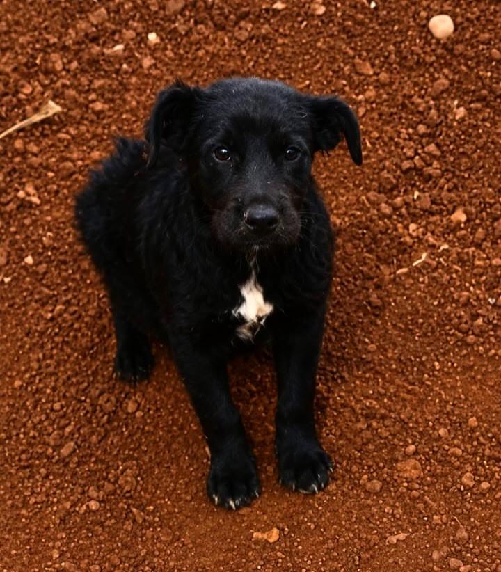 Max, cachorro de porte médio para adoção em Maringá - PR