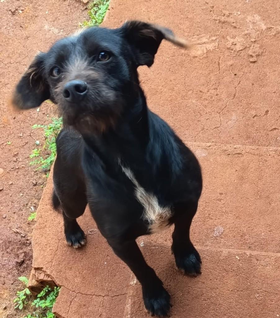 Max, cachorro de porte médio para adoção em Maringá - PR — foto 2 de 2