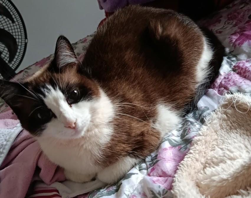 Nina, gata para adoção em Maringá - PR