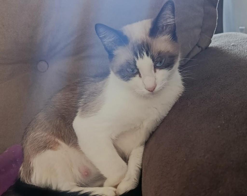 Nina, gata para adoção em Maringá - PR — foto 2 de 2