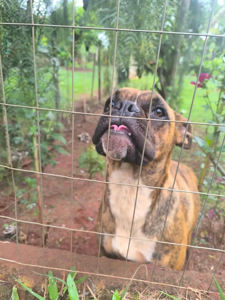 Bidú, cachorro de porte grande para adoção em Maringá - PR