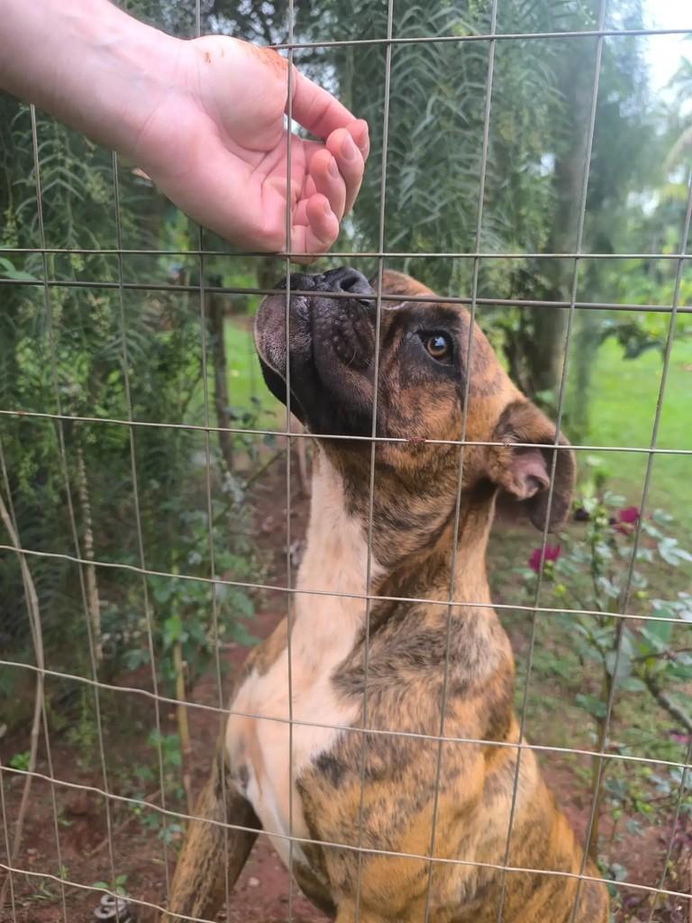 Bidú, cachorro de porte grande para adoção em Maringá - PR — foto 2 de 3