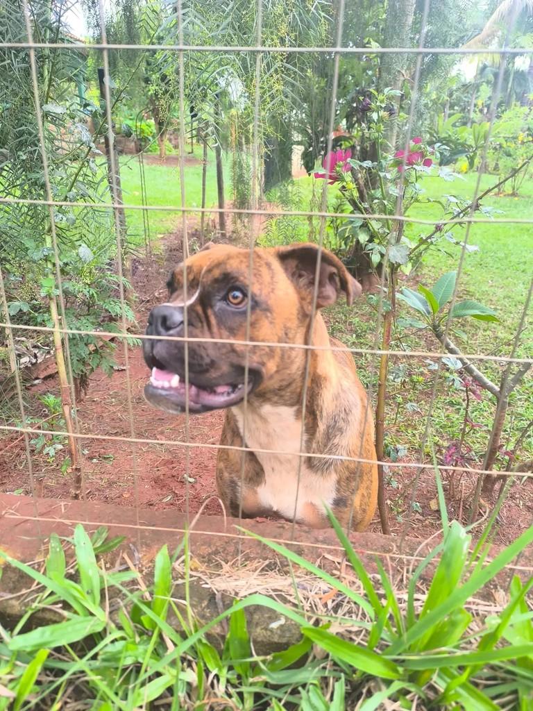 Bidú, cachorro de porte grande para adoção em Maringá - PR — foto 3 de 3