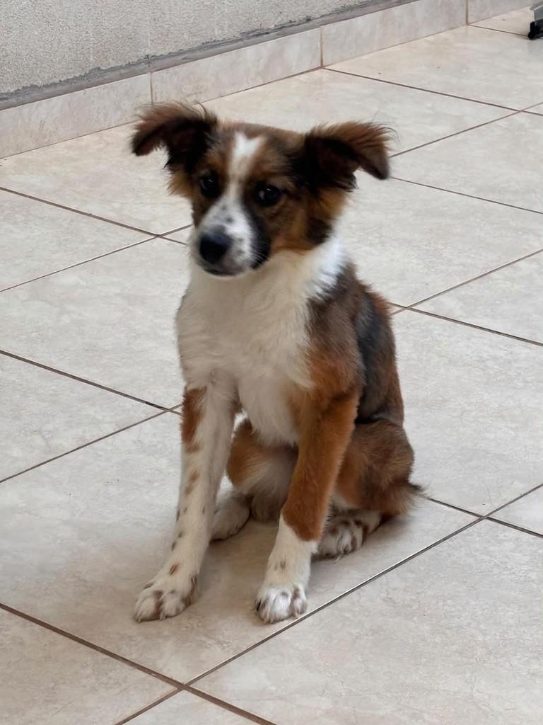Bob, cachorro de porte pequeno para adoção em Maringá - PR