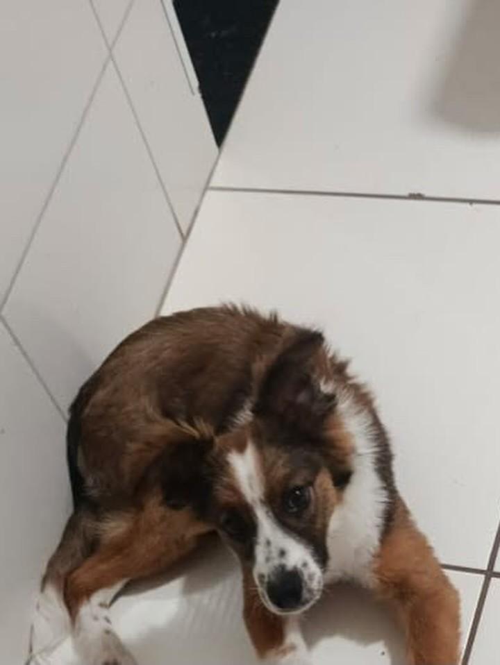 Bob, cachorro de porte pequeno para adoção em Maringá - PR — foto 2 de 2