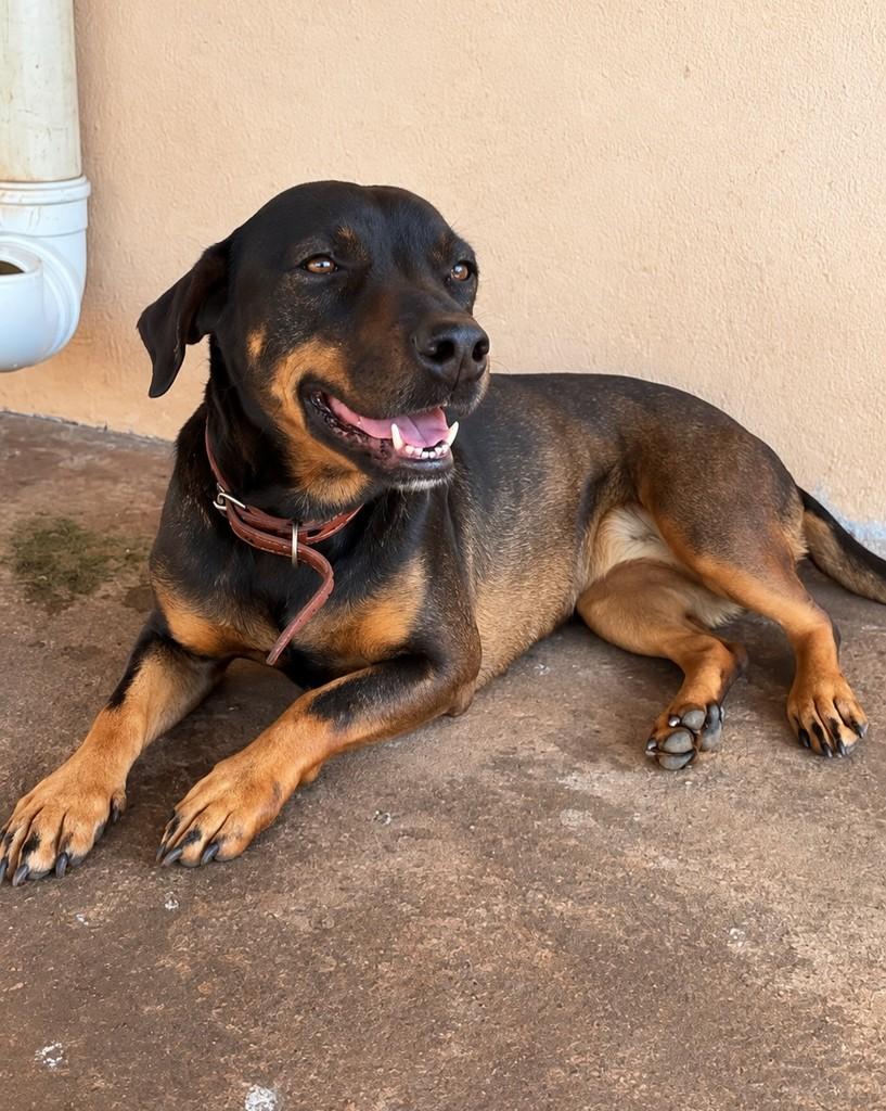 Lili, cadela de porte médio para adoção em Maringá - PR