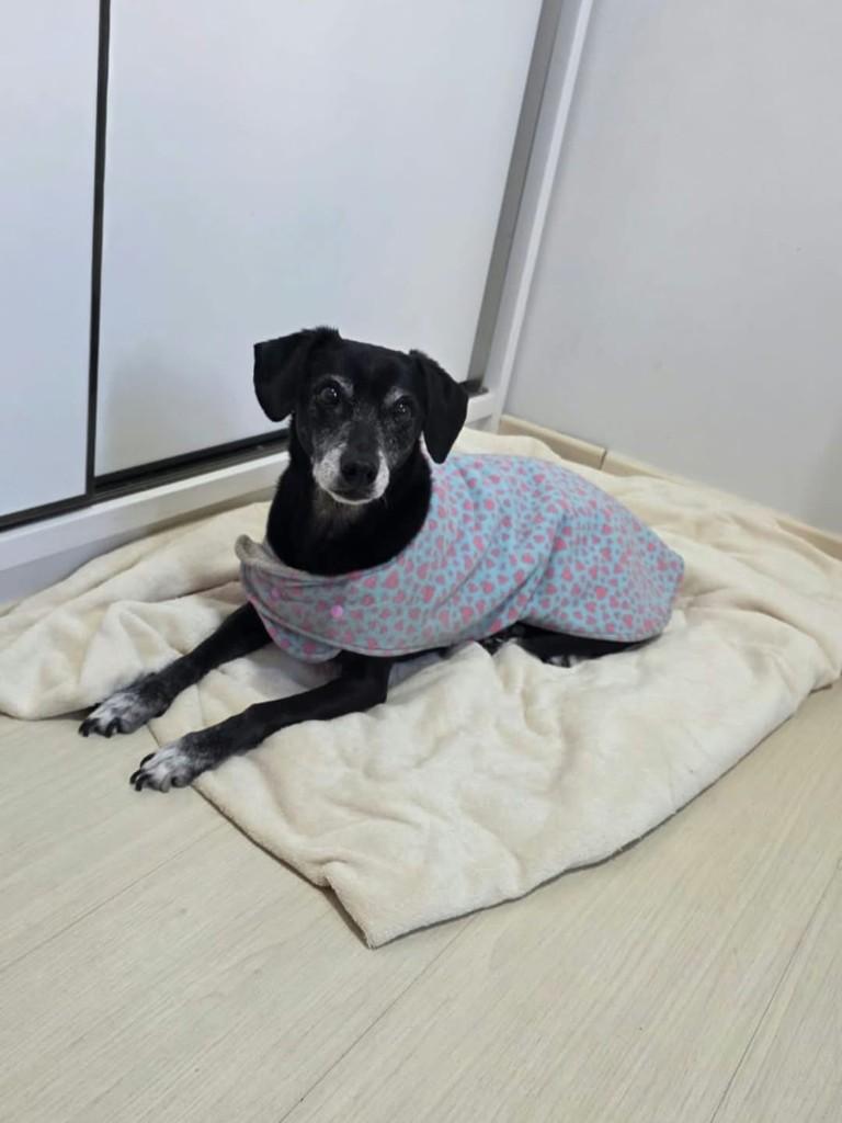 Benta, cachorro de porte pequeno para adoção em Maringá - PR