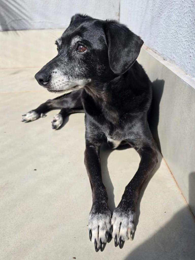 Benta, cachorro de porte pequeno para adoção em Maringá - PR — foto 2 de 2