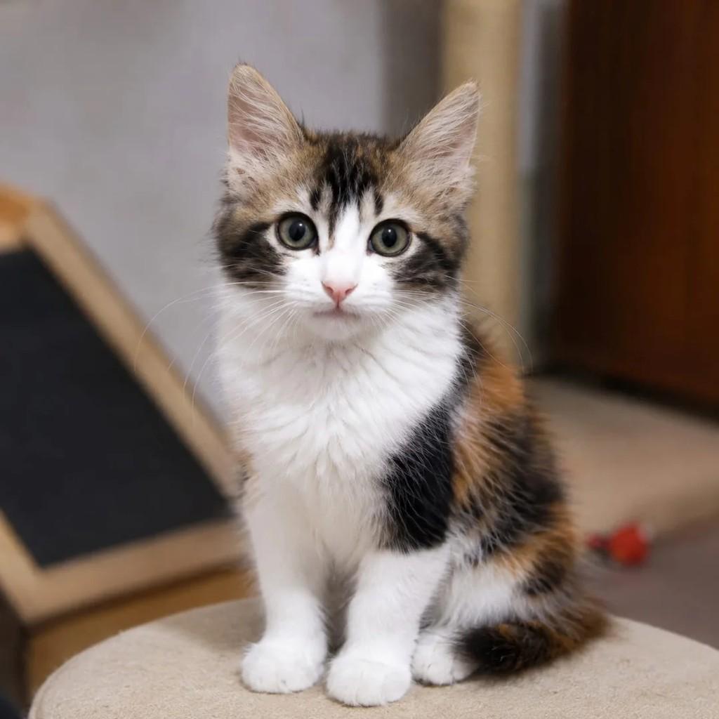 Liz, gata de porte pequeno para adoção em São Paulo - SP