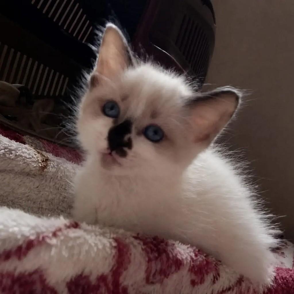 Jorginho, gato para adoção em São Paulo - SP