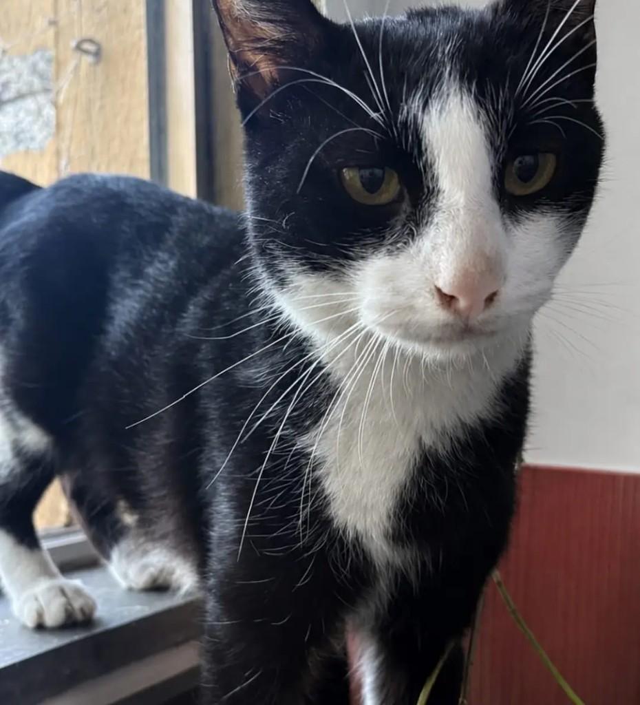 Wendy, gata para adoção em São Paulo - SP
