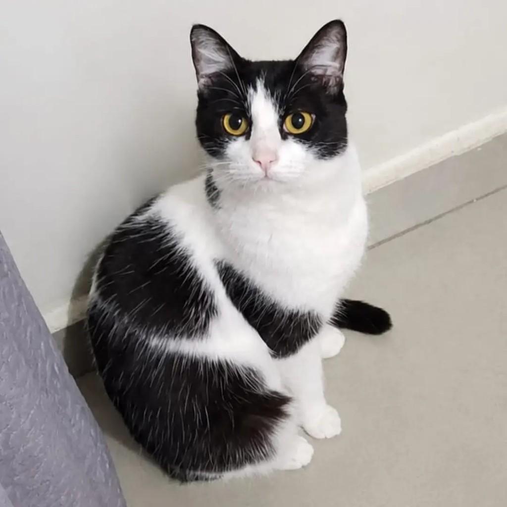 Ayla, gata de porte pequeno para adoção em São Paulo - SP