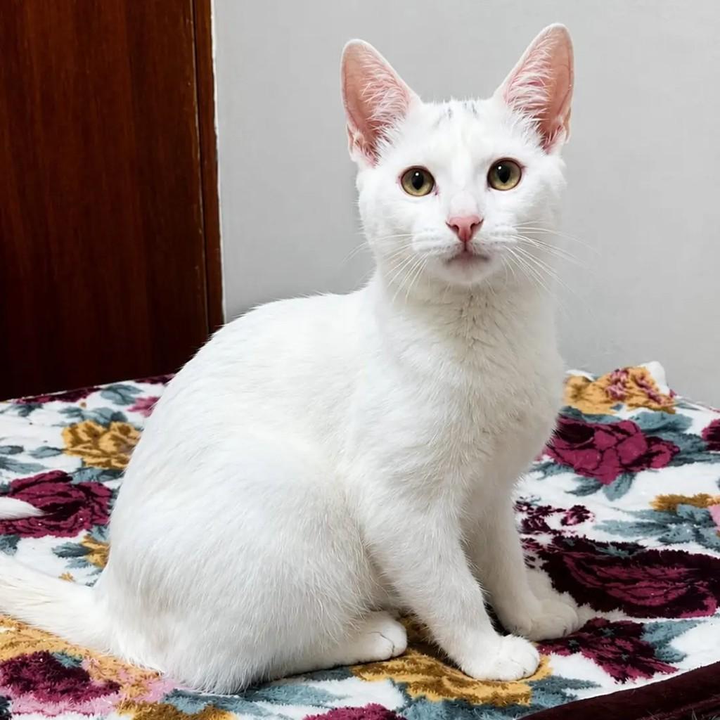 Zuri, gata de porte pequeno para adoção em São Paulo - SP