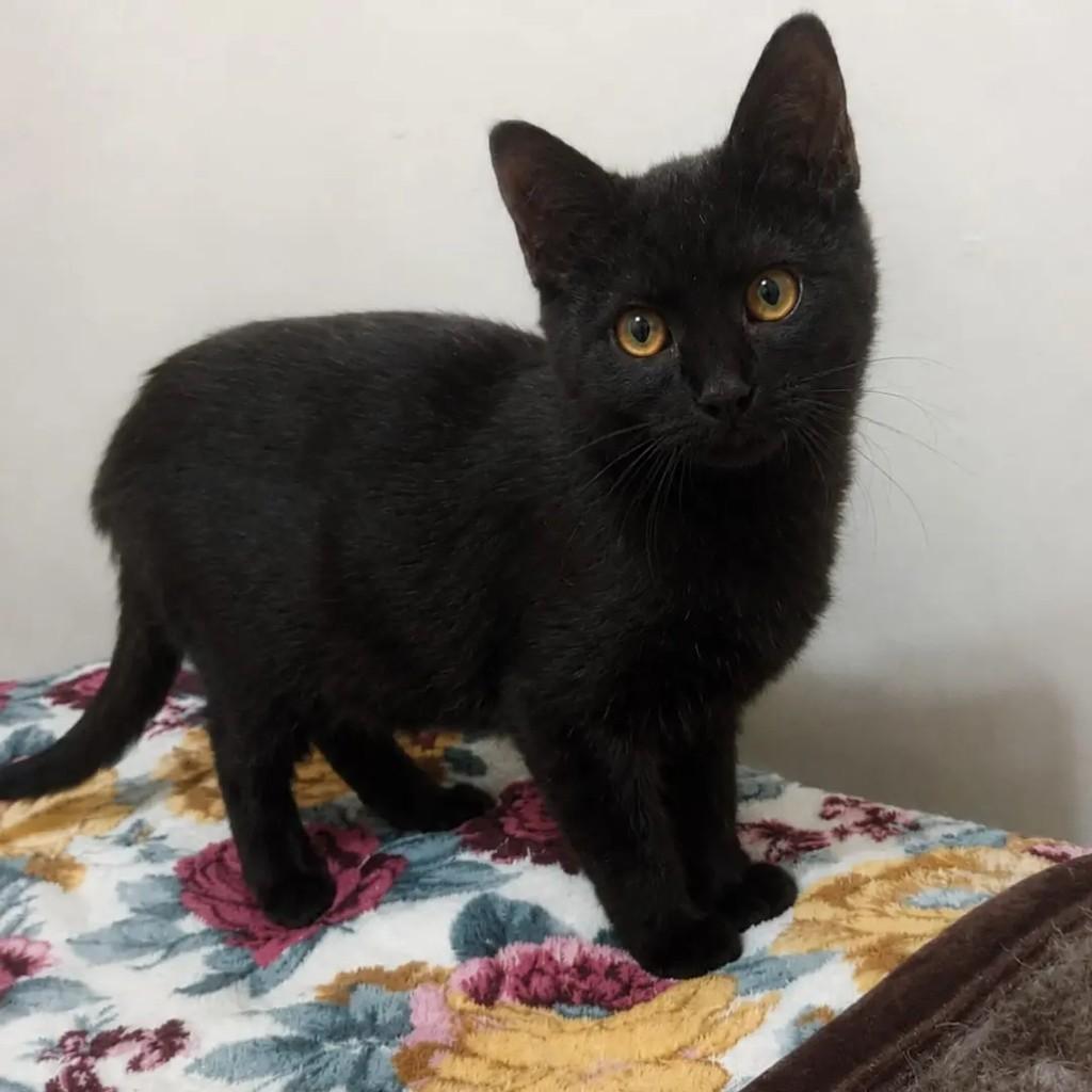 Gaia, gata de porte pequeno para adoção em São Paulo - SP