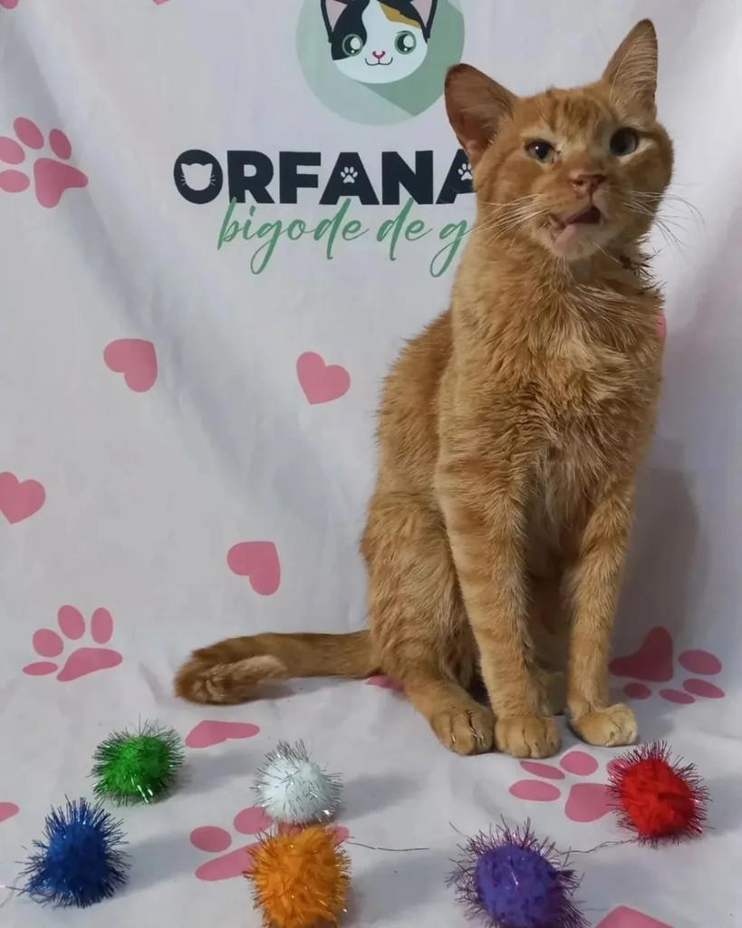Banguela, gato de porte médio para adoção em Uberaba - MG