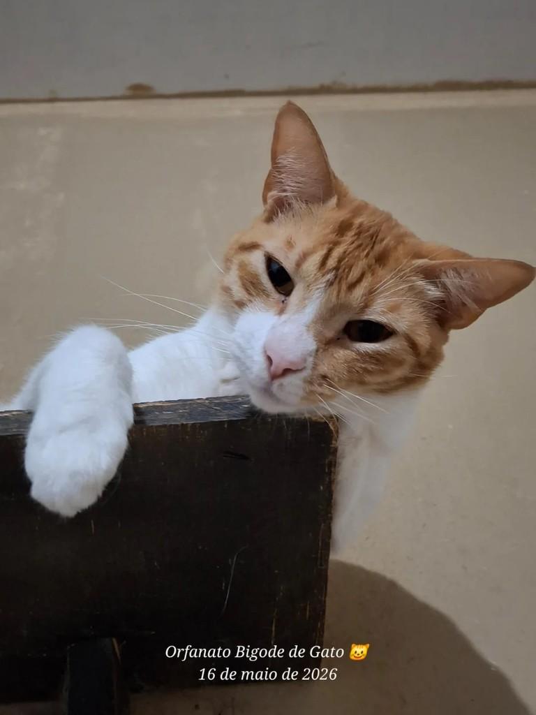 Teela, gato de porte médio para adoção em Uberaba - MG